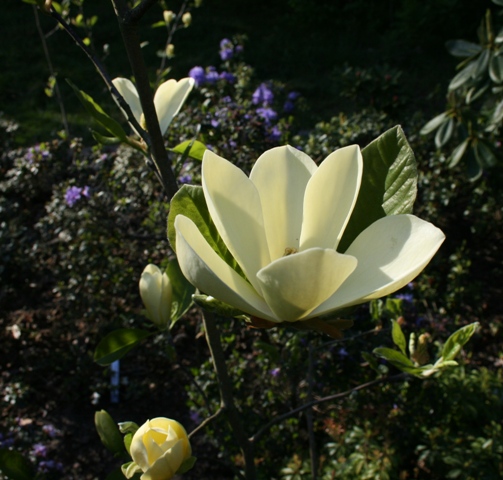 'Maxine Merrill'