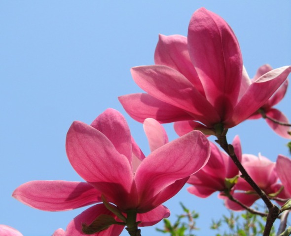 'Rose Marie'